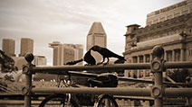 Photograph of an affectionate moment featuring a loving pair of crows, with a blend of modern and time-honoured architectures such as the Cavenagh Bridge, Esplanade, and The Fullerton Hotel in the background, along the Singapore River at Boat Quay, Singapore.