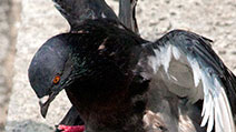 Photograph of a pigeon with widely spread wings landing on top of another pigeon at Boat Quay, Singapore.